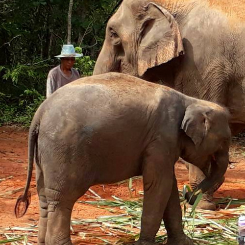 Isaan Mak Mak | Photo d'éléphant en train de manger
