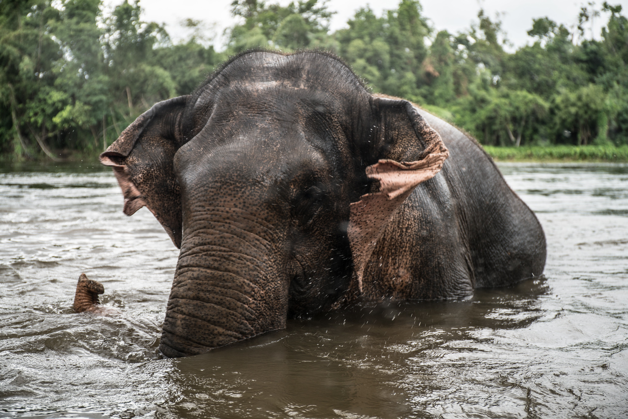 éléphant