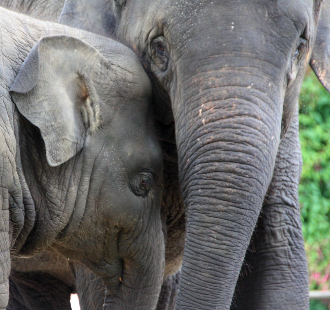 elephant